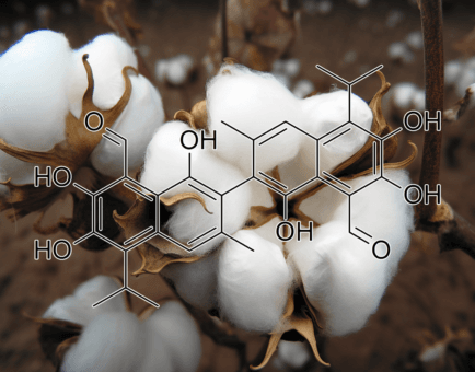 GOSSYPOL - Interstellar Blends