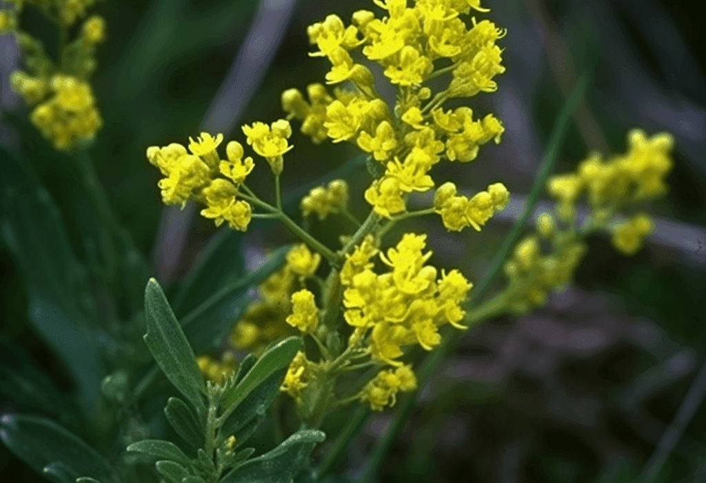 Galium Verum - Interstellar Blends
