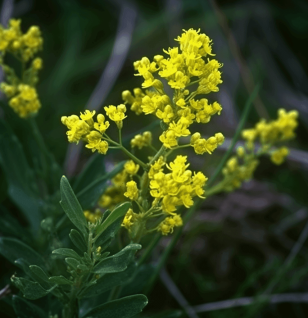 Galium Verum - Interstellar Blends
