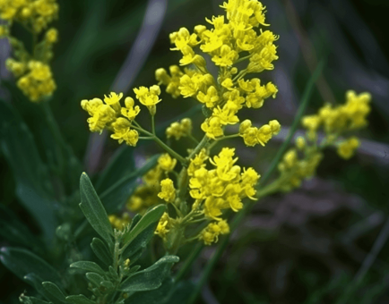 Galium Verum - Interstellar Blends