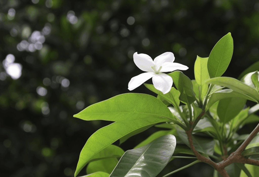 Gardenia gummifera resin and fruit illustration, a traditional Ayurvedic ingredient featured in Interstellar Blends' herbal formulas, known for its anti-inflammatory, detoxifying, and wound-healing properties