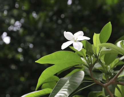 Gardenia gummifera resin and fruit illustration, a traditional Ayurvedic ingredient featured in Interstellar Blends' herbal formulas, known for its anti-inflammatory, detoxifying, and wound-healing properties