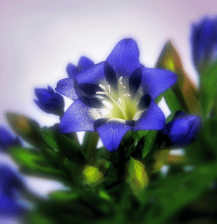 Gentiana scabra - Interstellar Blends