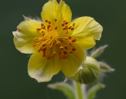 Geum urbanum - Interstellar Blends