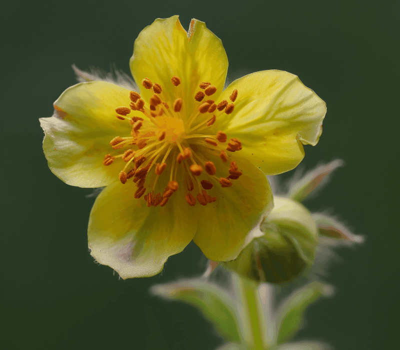 Geum urbanum - Interstellar Blends