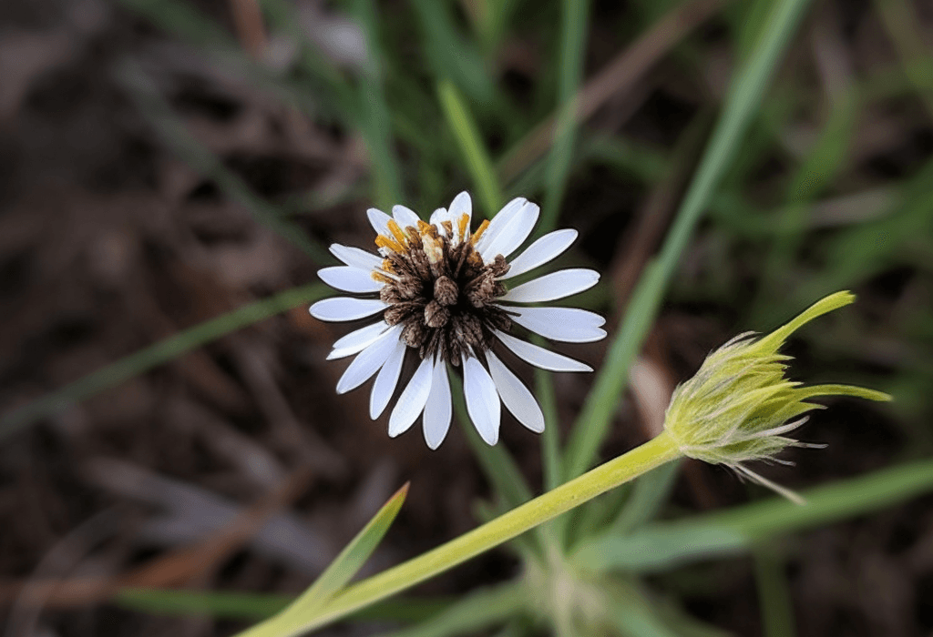 Glossogyne tenuifolia - Interstellar Blends