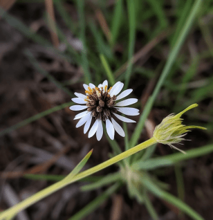 Glossogyne tenuifolia - Interstellar Blends