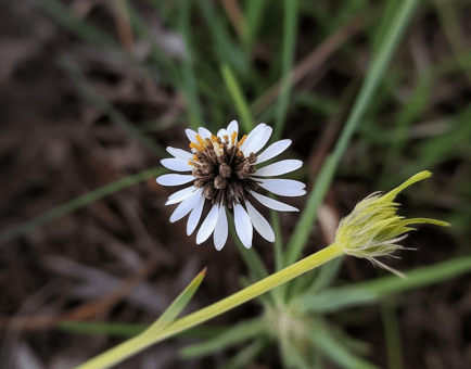 Glossogyne tenuifolia - Interstellar Blends