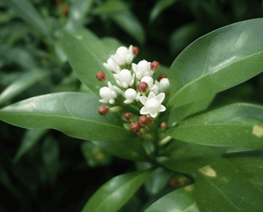 Glycosmis Pentaphylla Leaves - Interstellar Blends