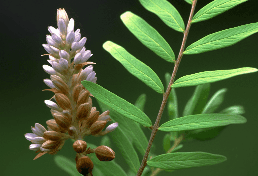 Glycyrrhiza uralensis - Interstellar Blends