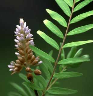 Glycyrrhiza uralensis - Interstellar Blends