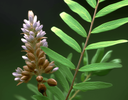 Glycyrrhiza uralensis - Interstellar Blends