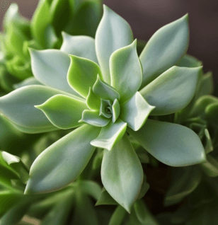 Graptopetalum paraguayense – A detailed image of Graptopetalum paraguayense, a succulent in Interstellar Blends for its antioxidant and skin-supporting properties.