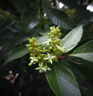 Harpephyllum caffrum – A striking capture of Harpephyllum caffrum, a traditional medicinal plant in Interstellar Blends for anti-inflammatory benefits.