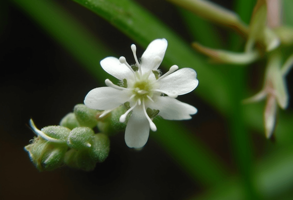 Hedyotis diffusa – A high-quality capture of Hedyotis diffusa, a traditional Chinese herb in Interstellar Blends for cellular protection.