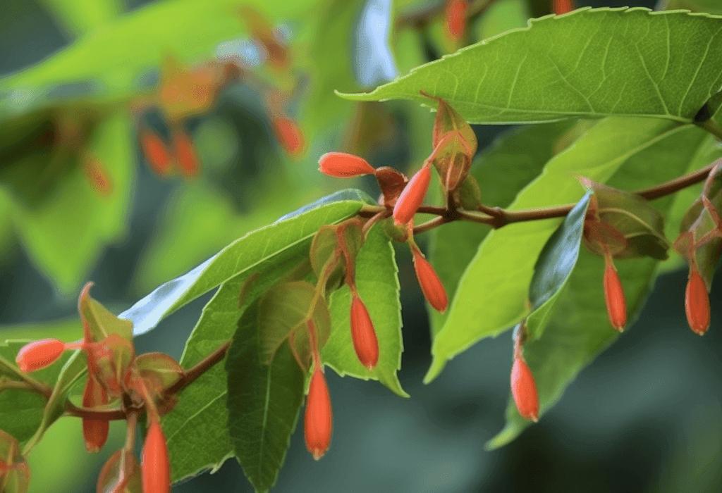 Helicteres Isora - Interstellar Blends