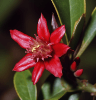 Hemidesmus Indicus - Interstellar Blends