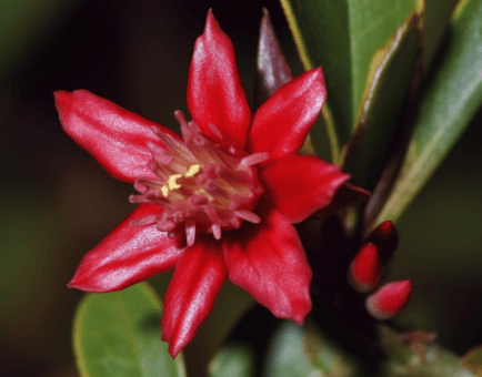 Hemidesmus Indicus - Interstellar Blends