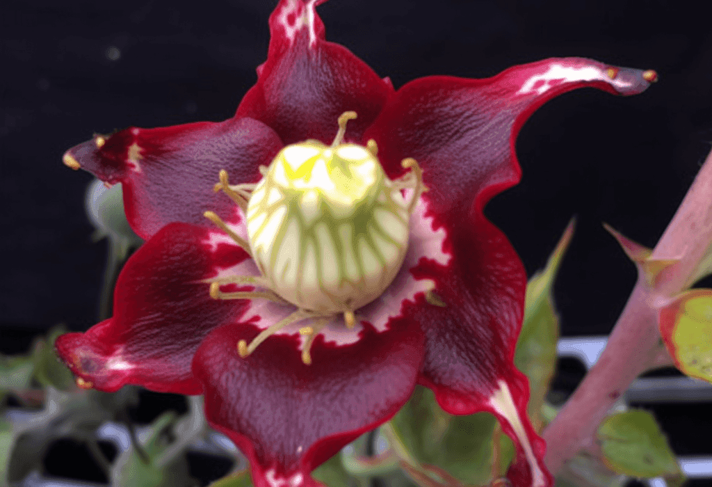 Hibiscus sabdariffa – A striking shot of Hibiscus flowers, included in Interstellar Blends for heart health and antioxidant properties.