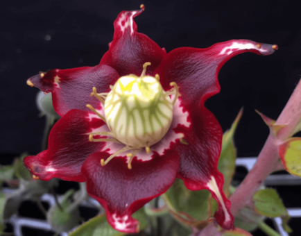 Hibiscus sabdariffa – A striking shot of Hibiscus flowers, included in Interstellar Blends for heart health and antioxidant properties.