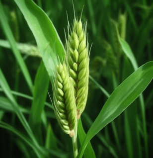 Hordeurn vulgare - Interstellar Blends