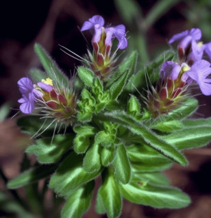 Hygrophila Auriculata - Interstellar Blends
