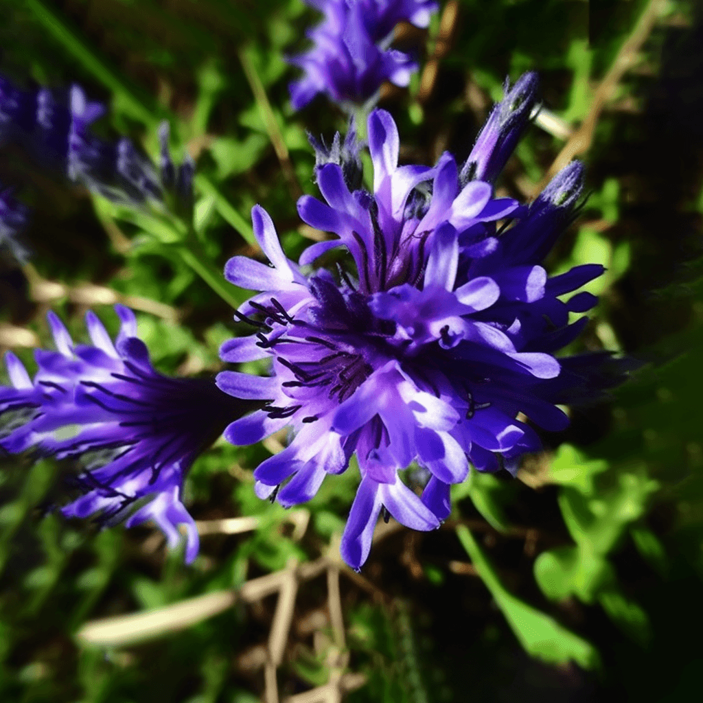 Hyptis fruticosa – A detailed image of Hyptis fruticosa, a plant in Interstellar Blends known for its antimicrobial and digestive properties.