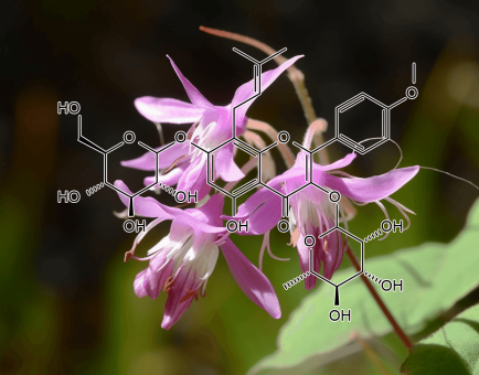 Icariin – A vibrant image of Icariin, an active compound in Interstellar Blends derived from Epimedium for vitality and circulation.