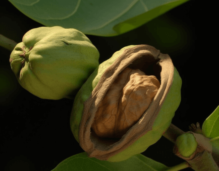 Walnut (Juglans regia) – Brain-boosting nut in Interstellar Blends, rich in omega-3s for cognitive function and heart health.