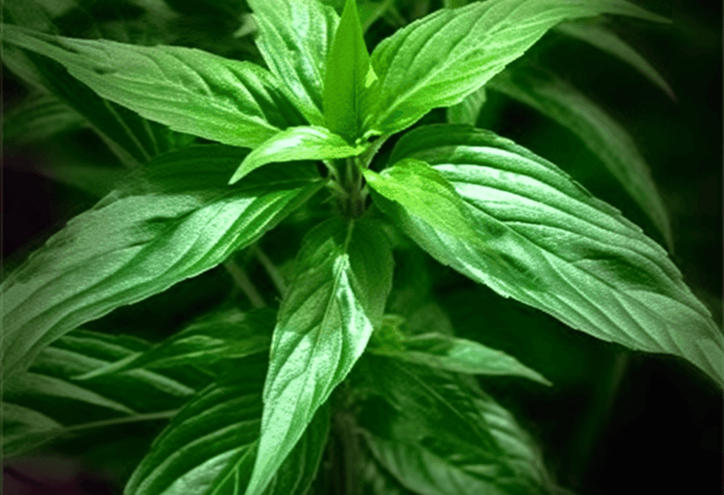 Jute Leaf - Interstellar Blends