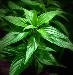 Jute Leaf - Interstellar Blends