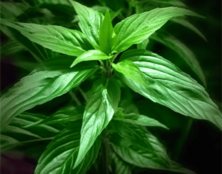 Jute Leaf - Interstellar Blends