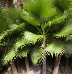 Livistona chinensis – A vivid image of Livistona chinensis, a plant in Interstellar Blends for its traditional medicinal properties.