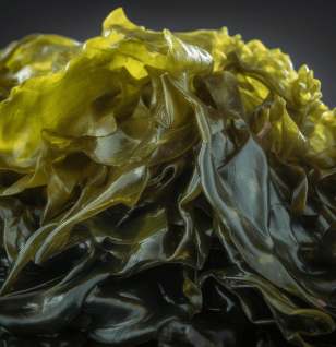 Laminaria japonica – A bright image of Laminaria japonica (Kelp), a seaweed in Interstellar Blends for thyroid and metabolic support.