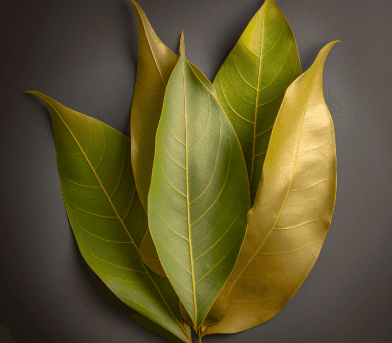 Laurus nobilis (Bay Leaf) – Digestive-friendly spice in Interstellar Blends, aiding gut health and reducing inflammation.