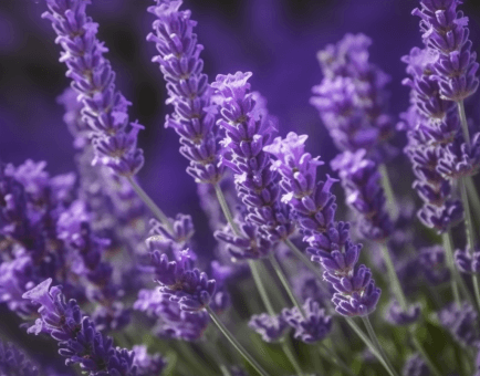 Lavandula Angustifolia (Lavender) – Calming botanical in Interstellar Blends, promoting relaxation, stress relief, and better sleep.