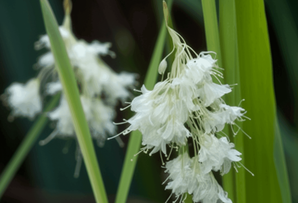 Leersia hexandra grass illustration, a lesser-known medicinal plant featured in Interstellar Blends' herbal formulas, valued for its potential anti-inflammatory, antidiabetic, and detoxifying properties