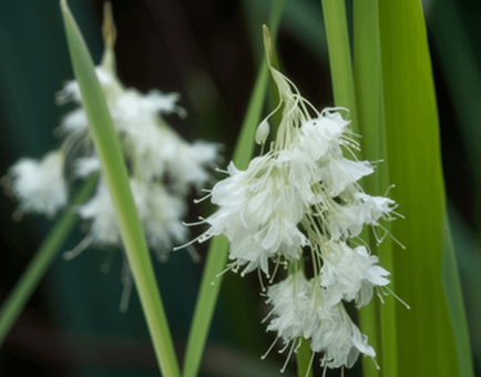 Leersia hexandra grass illustration, a lesser-known medicinal plant featured in Interstellar Blends' herbal formulas, valued for its potential anti-inflammatory, antidiabetic, and detoxifying properties
