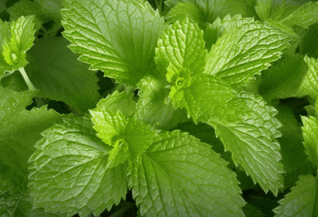 Melissa officinalis (Lemon Balm) – Relaxing herb in Interstellar Blends, reducing stress, improving digestion, and supporting cognitive function.