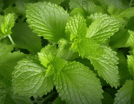 Melissa officinalis (Lemon Balm) – Relaxing herb in Interstellar Blends, reducing stress, improving digestion, and supporting cognitive function.