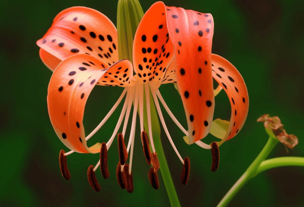 Lilium lancifolium – A striking capture of Lilium lancifolium (Tiger Lily), an ingredient in Interstellar Blends known for lung and skin health.