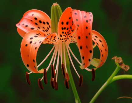 Lilium lancifolium – A striking capture of Lilium lancifolium (Tiger Lily), an ingredient in Interstellar Blends known for lung and skin health.