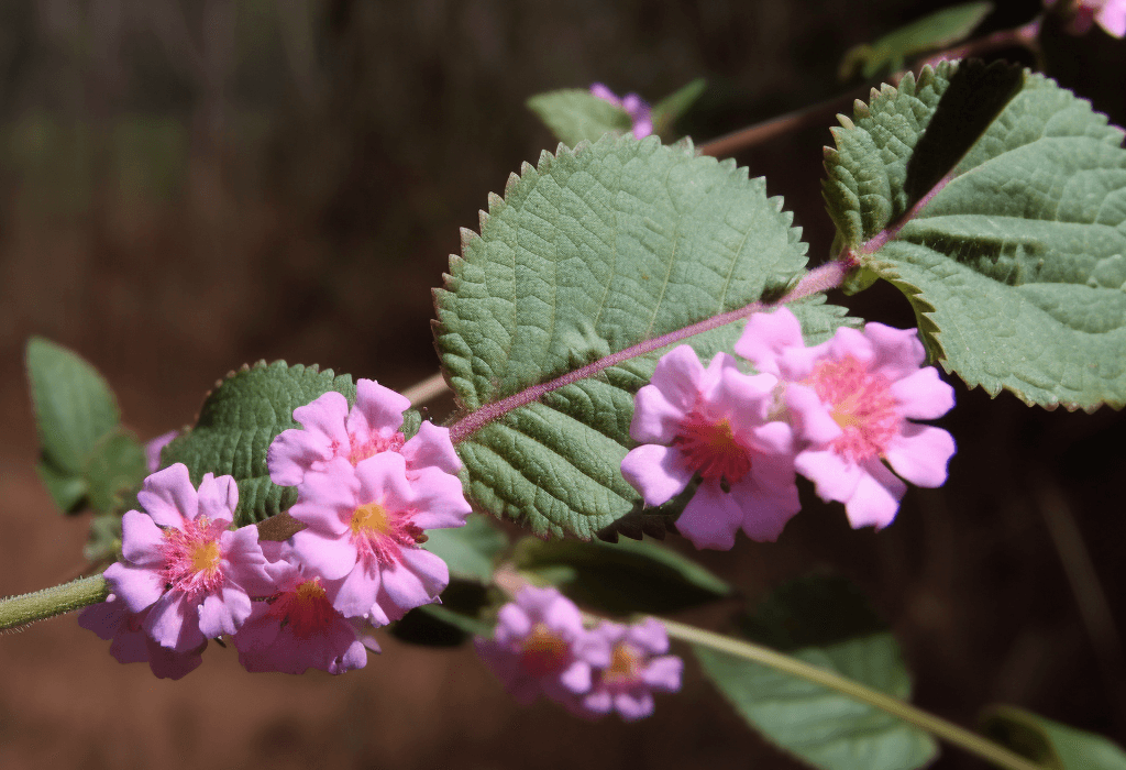 Lippia sidoides (Brazilian Peppertree) plant illustration, a fragrant medicinal herb featured in Interstellar Blends' herbal formulas, known for its strong antimicrobial, antifungal, and anti-inflammatory properties