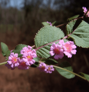 Lippia sidoides (Brazilian Peppertree) plant illustration, a fragrant medicinal herb featured in Interstellar Blends' herbal formulas, known for its strong antimicrobial, antifungal, and anti-inflammatory properties