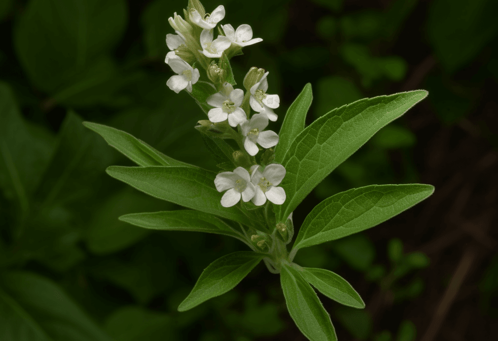 Lithospermum erythrorhizon – A bright shot of Lithospermum erythrorhizon, an herb in Interstellar Blends used for anti-inflammatory and skin health.