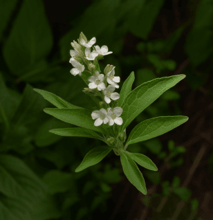 Lithospermum erythrorhizon – A bright shot of Lithospermum erythrorhizon, an herb in Interstellar Blends used for anti-inflammatory and skin health.