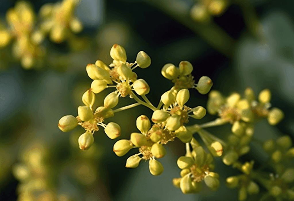 Mahogany - Interstellar Blends