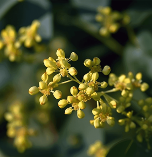 Mahogany - Interstellar Blends