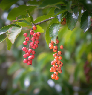 Mamao Pomace - Interstellar Blends