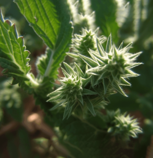 Marrubium Vulgare - Interstellar Blends